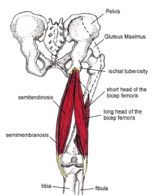File:Hamstring tendons.png