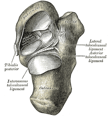 File:Subtalar Joint.png