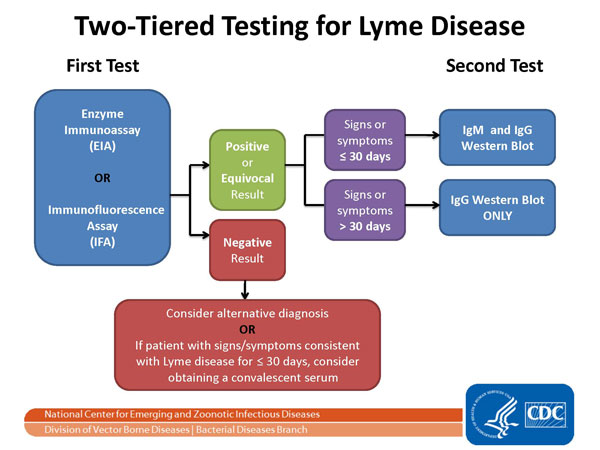 File:Lyme disease- two tiered testing.jpg