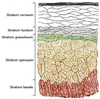 A diagram Showing the Layers of the Epidermis