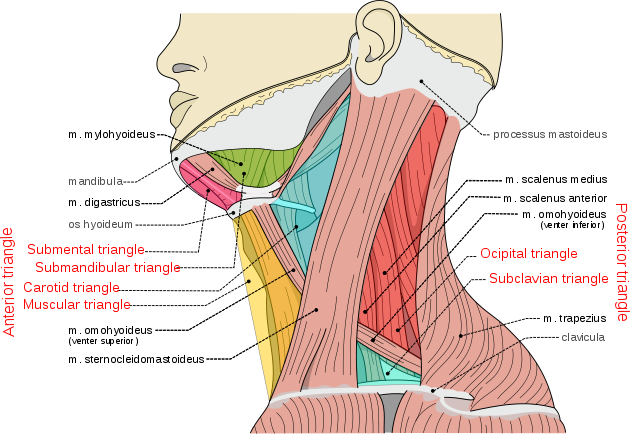 File:Neck triangles.png