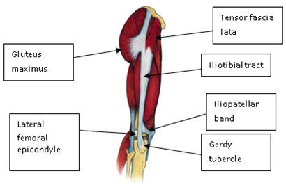 ITB Anatomy