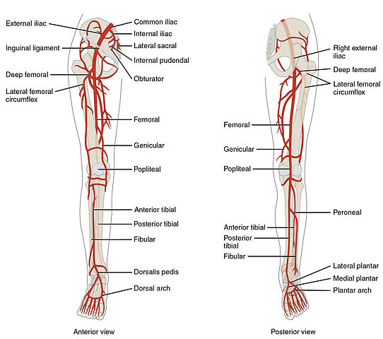 Lower limb arteries