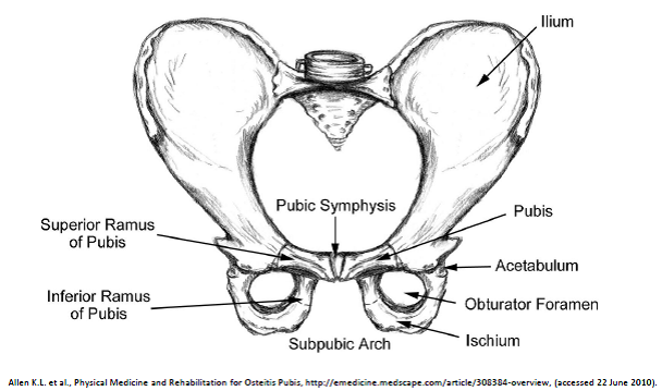 File:Symphysis pubis anatomie.png