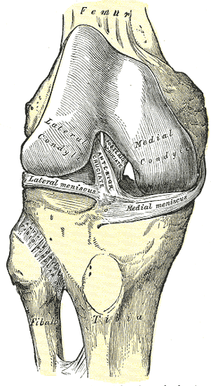 File:ACL diagram from anterior.png