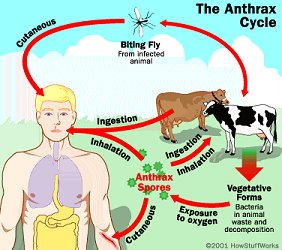 Anthrax cycle. Image courtesy of http://search.creativecommons.org/?q=cat%20scratch%20fever