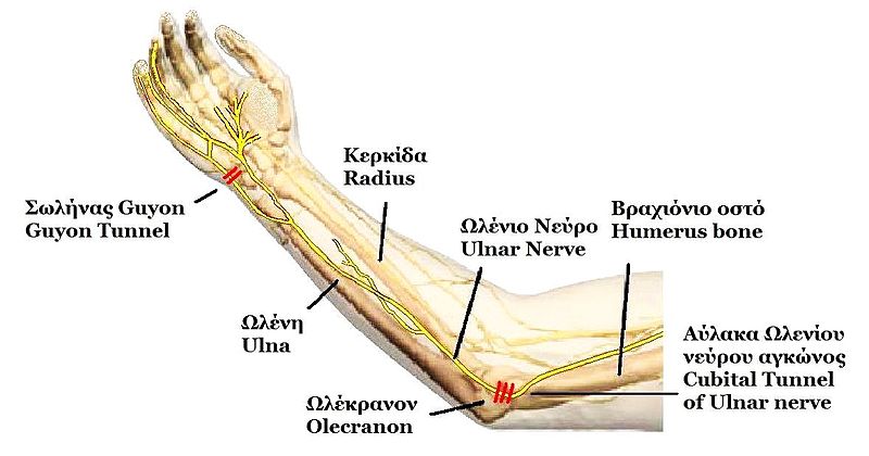File:Ulnar nerve anatomy.JPG