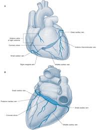 File:Images coronary vein.jpg
