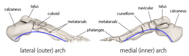 Arches of foot.jpg