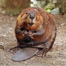 File:Beaver.jpg