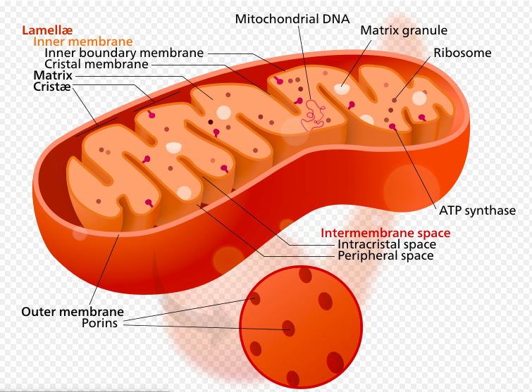 File:Mitochondria screen shot.png