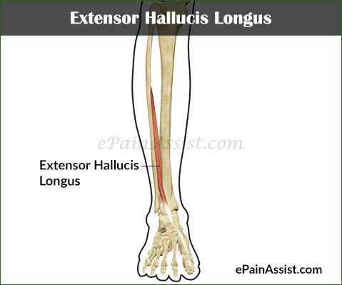 Extensor Hallucis Longus - Physiopedia, universal access to