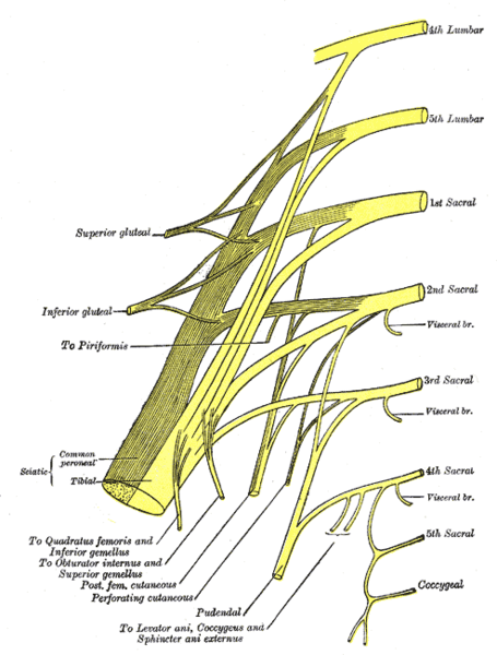 File:Sacral and coccygeal plexus.png