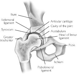 Figure 1: Hip anatomy. Reprinted from physiopedia. http://www.physio-pedia.com/Labral_tear