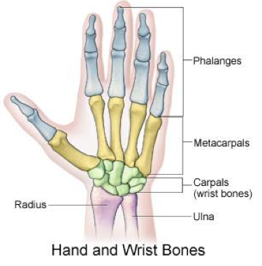 Hand and wirst bones.png