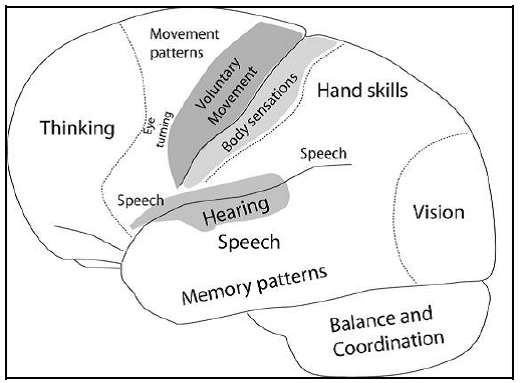 Diagram of brain.png