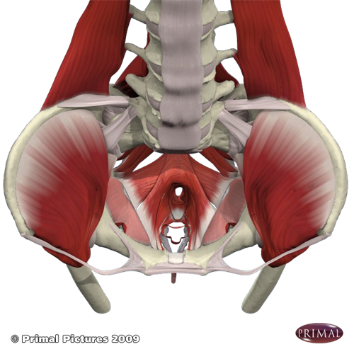 Anatomy of the Pelvic Floor - copyright and courtesy of Primal Pictures Ltd.  www.primalpictures.com