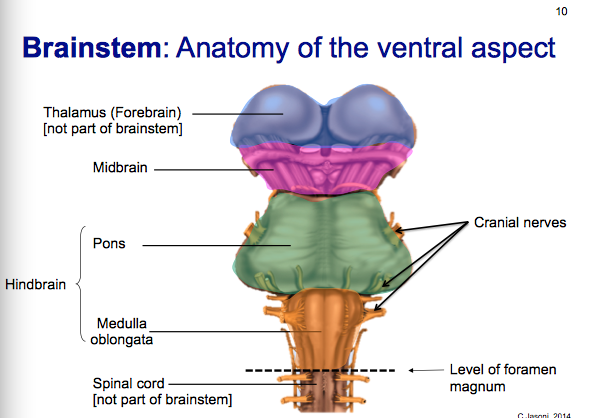 Introduction to Neuroanatomy - Physiopedia