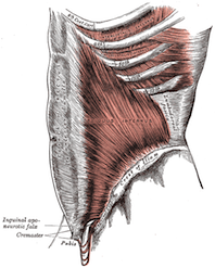 The rectus sheath is an example of connective fascia