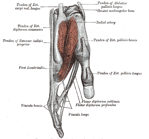 File:Tendons of hand and vincula.gif