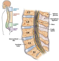 File:Spine anatomy.jpg
