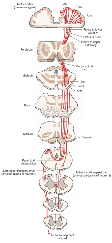 Corticospinal.jpg