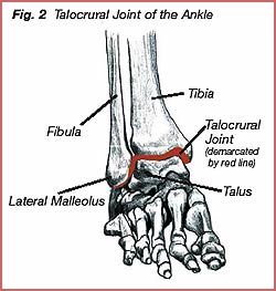 Talocrural joint ankle.jpg