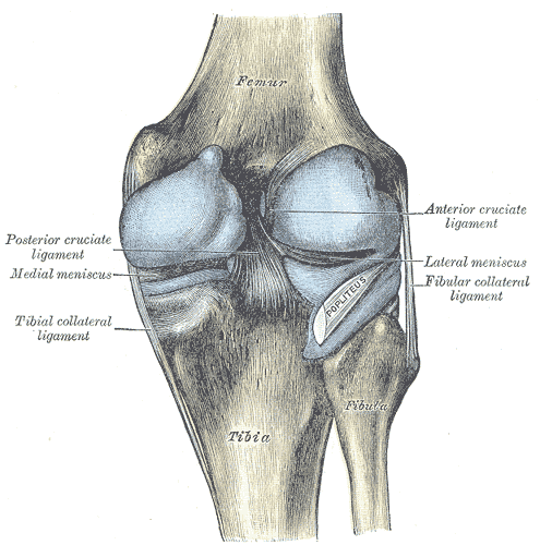 posterior view of knee joint