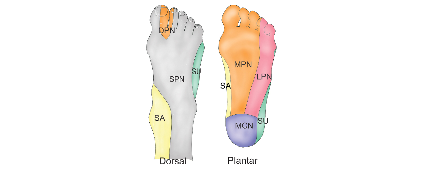 Anatomy ankle and foot 6.png