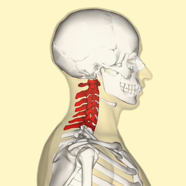 File:Cervical vertebrae.png