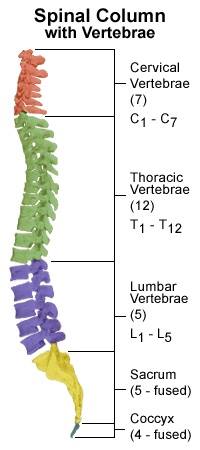 File:Spina bifida image 2.jpg