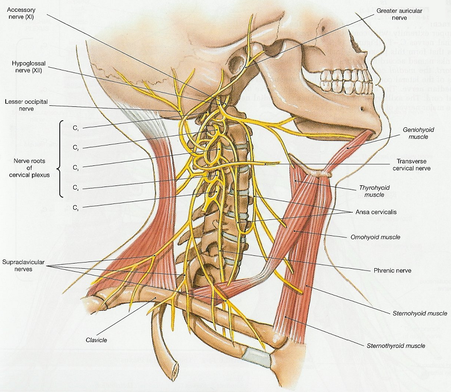 Cervical Plexus Anatomy