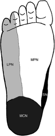 Fig. 2 Cutaneus innervation of the sole of the right foot (2)