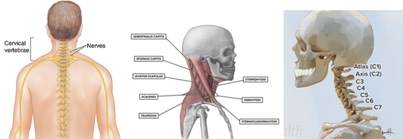 File:Nerves, bones and muscles of the neck .png