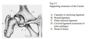 Supporting structures of canine pelvic limb.jpeg