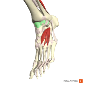 Capsule of ankle joint Primal.png