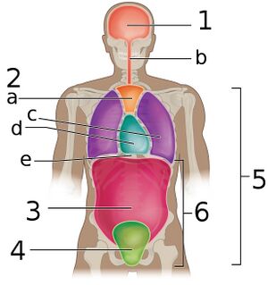 Body Cavities Frontal view labeled.jpeg