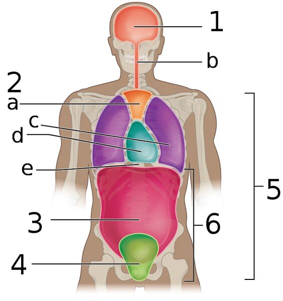 File:Body Cavities Frontal view labeled.jpeg
