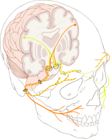 Course Of CN VII (Facial Nerve)
