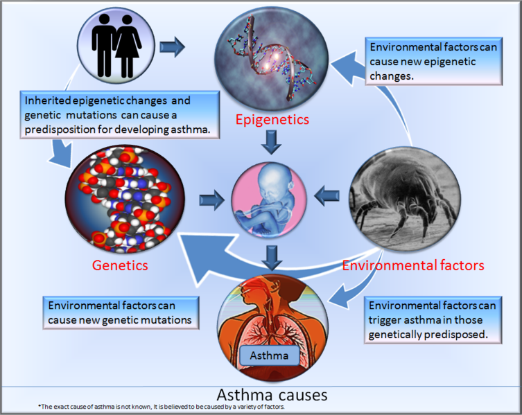 File:Asthma causes.png