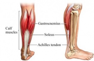 Fig. 1: Anatomy of the calf muscles