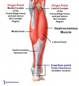 Gastrocnemius-Muscle.jpg