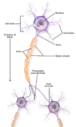 Neuron Part 1.png