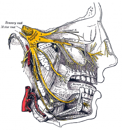 Trigeminal Nerve shown in yellow