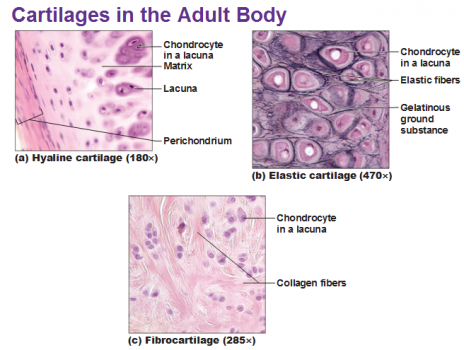 Three-types-of-cartilage-hyaline-elastic-and-fibrocartilage.png
