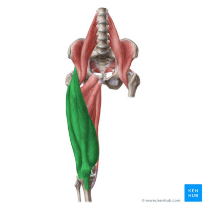 Quadriceps femoris muscle (highlighted in green) - anterior view