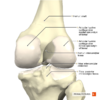 Knee joint posterior aspect Primal.png