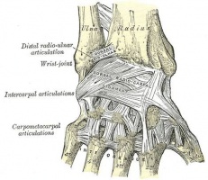 Dorsal View with Ligaments