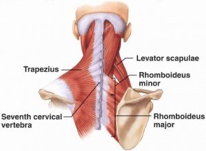 Scapular Muscles including Rhomboids