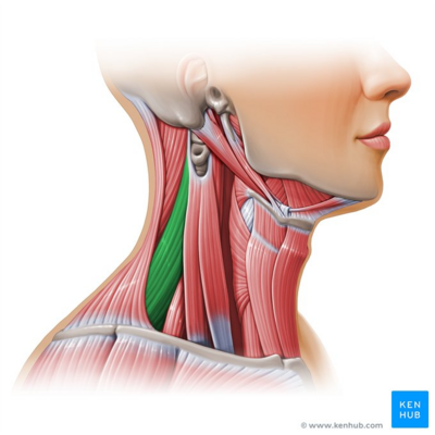 Levator scapulae muscle (highlighted in green) - lateral view